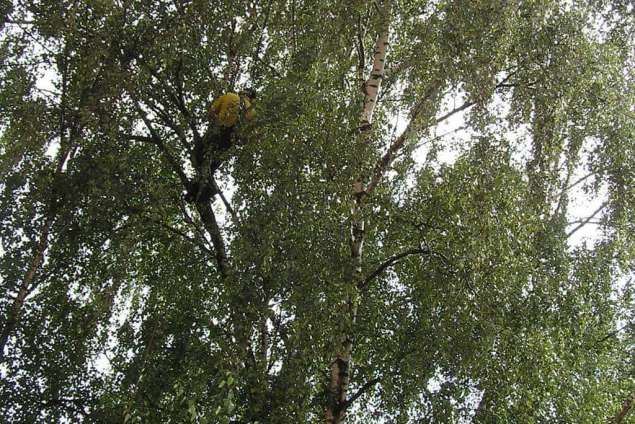 rooien van een berken boom in eindehoven verwijderen takken en afvoeren groenafval